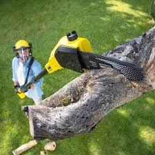 How Our Tree Care Process Works  in  Park Forest Village, PA