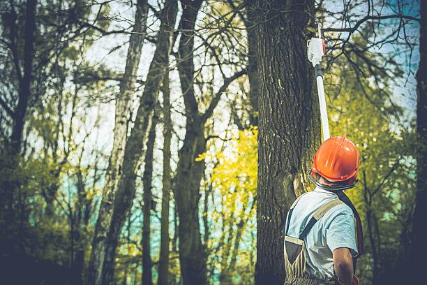 Park Forest Village, PA Tree Care Company